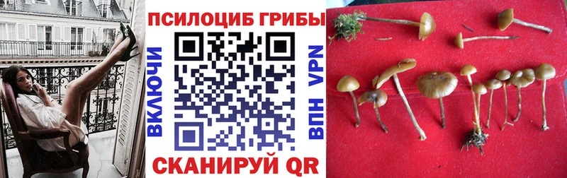 Галлюциногенные грибы Psilocybe  Богучар 